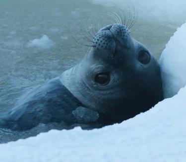 thumbnail - Mariene biodiversiteit